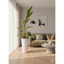 Starliçe Dev Boy (Saksı Dahil 180-200 Cm) - 3 Kök - Modern Ofis ve Evlerin Odağı