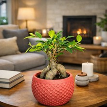 Ficus Ginseng Bonsai Canlı Bitki – Kırmızı Dekoratif Saksılı Mini Ağaç Ofis ve Salon Için