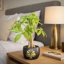 Siyah Gold Dekoratif Saksıda Para Ağacı Pachira Aquatica Modern Salon ve Ofis Bitkisi