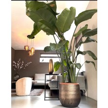 Dekoratif Saksıda 3 Köklü Starliçe 120-170-220 cm