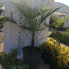 Ağacı (Chamaerops Excelsa)