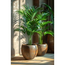 Dekoratif Saksıda Areka Palmiyesi - Areca Palm