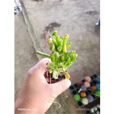 Crassula Gollum Shrek Kulaklı Para Çiçeği Sukulent
