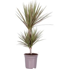 Iç Mekan Süs Bitkileri Dracaena Marginata Tricolor - 2 Gövdeli