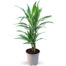 Dracaena Warneckii (Ithal) 17CM Ø H:65