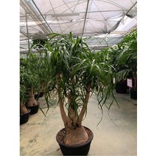 100 cm Beaucarnea Guatemalensis Bitkisi