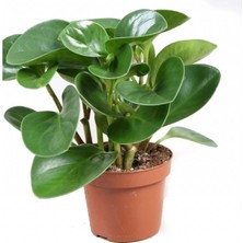 Peperomia Obtipan