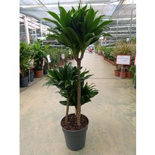Dracaena Compacta 3 Köklü ve Gövdeli Bitki