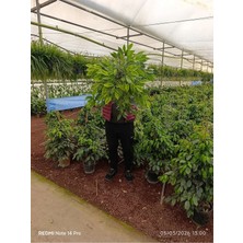 Ithal Benjamin Ficus - Dev Boy 80-100CM - Dolgun Formlu Salon Çiçeği - Özel Stok