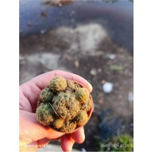 Mammillaria Yavrulu Mini Kaktüs Saksılı Koleksiyonluk
