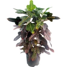 Croton Petra (21 cm Saksıda)