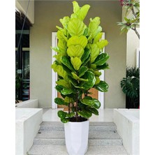 150-160 cm Üç Köklü Lyrata