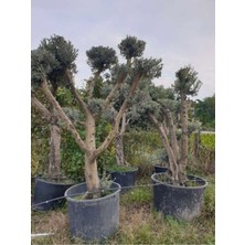 40-50 Yaş Zeytin Ağacı