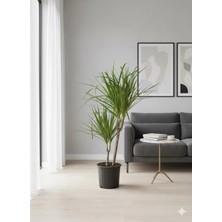 Dracaena Marginata Ejder Ağacı - Madagaskar Dragon Ağacı Çift Gövde 110 cm