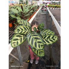 Calathea Makoyana Dua Çiçeği - Özel Formlu Ithal Tropikal Bitki - Ev Ofis Hediyesi Canlı Çiçek