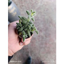 Delosperma Echinatum Tüylü Sukulent Turşu Otu