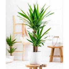 Yuka Bitkisi Yucca 3'lü +120 cm 1.kalite Dolgun Form