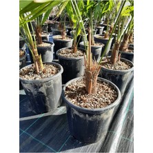 Chamaerops Excelsa Tüylü Palmiye 80 100 cm