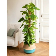Büyük Boy Pothos Salon Sarmaşığı Patos Sarmaşığı 100 - 120CM