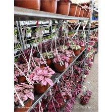 Hypoestes Çil Otu Pembe Canlı Çiçek - Özel Hostes Çiçeği Ithal Dekoratif Salon Bitkisi