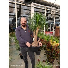 Bonsai Görünümlü Fil Ayağı (Beaucarnea) Canlı Iç Mekan Bitkisi – Dekoratif Salon Bitkisi