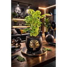Gold Detaylı Siyah Saksıda Monstera Monkey Adansonii – Dekoratif Salon Ofis Masa Üstü Bitki I