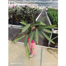 Calathea Rufibarba – Dev Boy Tüylü Dua Çiçeği, Ithal Özel Tür