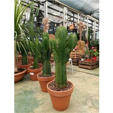 Saksıda Euphorbia Ingens Cüce Bitkisi - Kaktüs