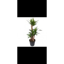 3lü Drecena Yucca