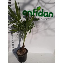 Chamaerops Excelsa Tüylü Palmiye 60 80 cm