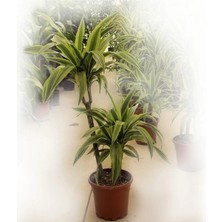 Dracaena Lemon Lime | 2 Gövdeli 60/80 cm | Ev ve Dekorasyon Bitkisi