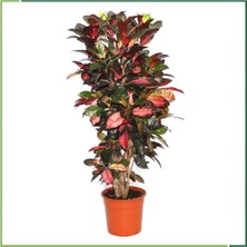 Croton Petra - 130 cm Boyunda