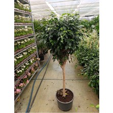 Ficus Tijli Bitkisi - Salon Bitkisi