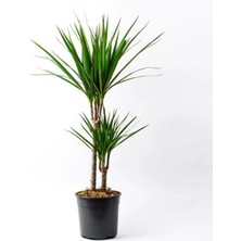 2'li Dracena Marginata