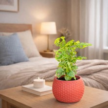 Dekoratif Taş Saksılı Monstera Adansonii (Melek Kanadı) – Iç Mekan Salon Ofis Bitkisi Deve Tabanı