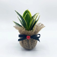 Petit Gift Mini Sansevieria (Paşa Kılıcı Bitkisi) Çiçek Tasarımı