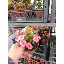 Ithal Bol Çiçekli Dikenler Tacı - Euphorbia Milii Özel Seri Yıl Boyu Çiçek Açan Canlı Salon Bitkisi