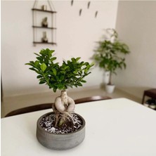 Bonsai 5 Yaşında Dekoratif Saksıda Ficus Bonsai Ev ve Ofis Bitkisi