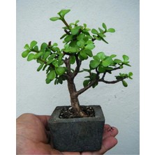 Dekoratif Saksıda Bonsai Ara Çiçeği Afra Yeşim Ağacı
