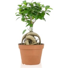 Ficus Gingseng Bonsai Ağacı Saksı Çapı Boyu 30-45 cm
