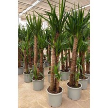 Yuka Bitkisi (Yucca) 3'lü +120 cm 1.kalite Dolgun Form(Üretim Saksılı)