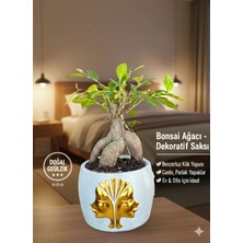 Premium Gold Çift Yüz Figürlü Dekoratif Saksıda Canlı Ficus Bonsai Ağacı - Ev ve Ofis Hediyesi