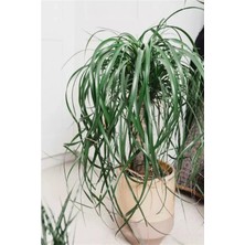 Nolina / Fil Ayağı Şık Dekorasyon Bitkisi 50-60 cm