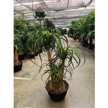 60 cm Beaucarnea Guatemalensis Bitkisi
