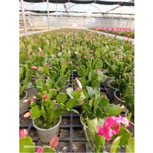 Çok Köklü Yılbaşı Çiçeği Canlı – Pembe Çiçekli Schlumbergera, Dekoratif Salon Saksı Bitkisi