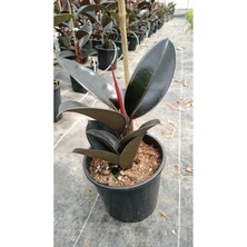 Black Ficus Elastica - Siyah Yapraklı Kauçuk Bitkisi - Iç Mekan Bitkisi 15/30CM