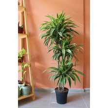 Dracaena Lemon Lime / 3 Köklü Ithal