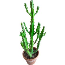 Euphorbia Najuneranatanii - 90 cm