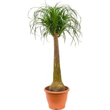 Beaucarnea Nolina Recurvata - Fil Ayağı Bitkisi 80 cm