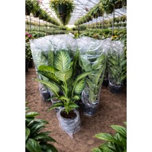 Dev Yapraklı Difenbahya (Dieffenbachia Camilla) Salon Çiçeği 80-100 cm Ağlayan Çiçek